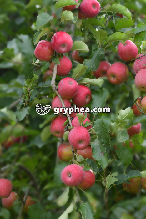 Pommier cultivé (Malus sp.) - fruits matures - gryphea.org